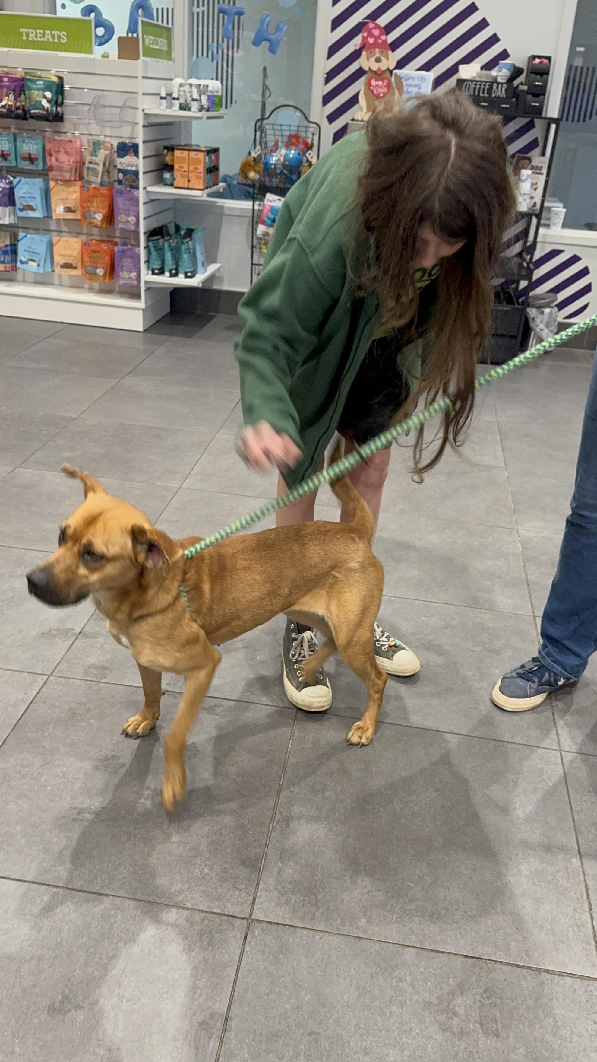 Enlarge Foxy Roxy, a Adoptable mixed breed in atlanta, GA image 5/6