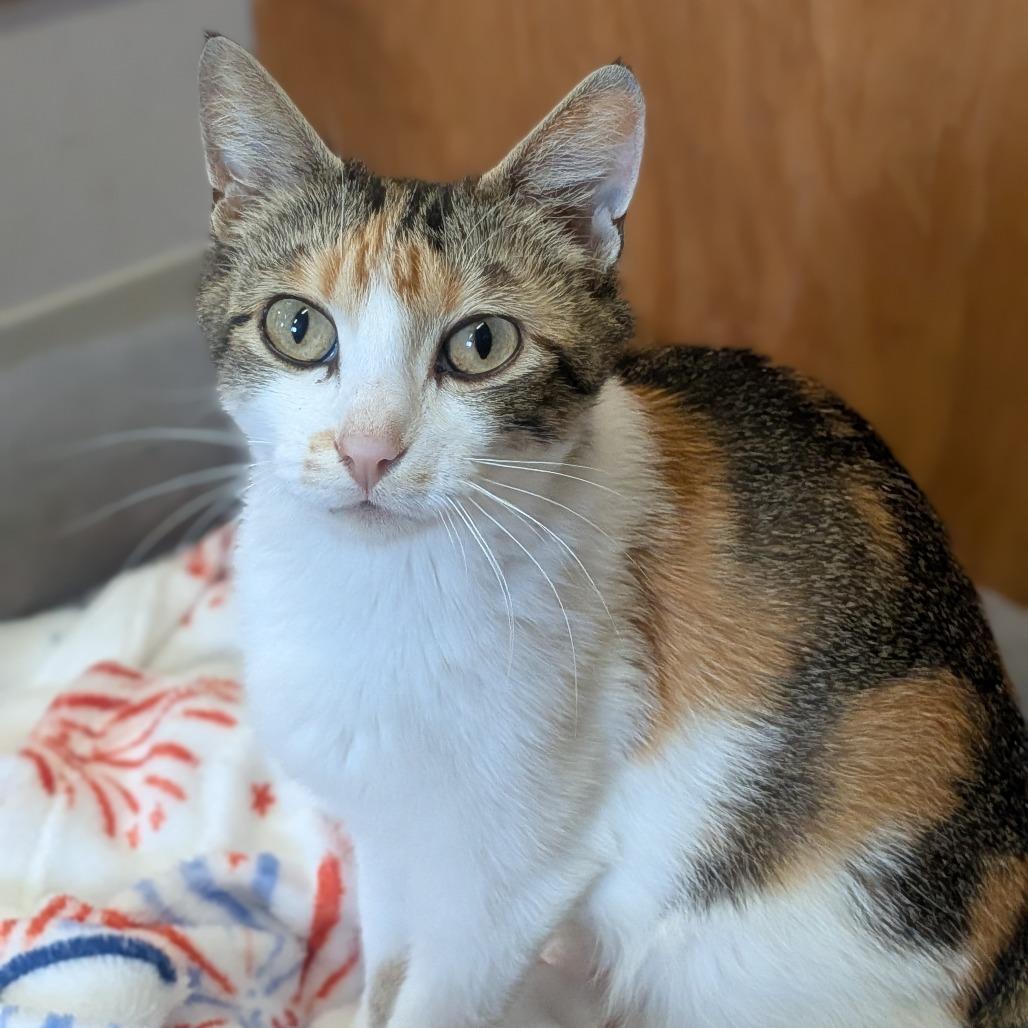 Enlarge Pumpkin, a Adoptable Domestic Short Hair in Prairie du Chien, WI image 1/1
