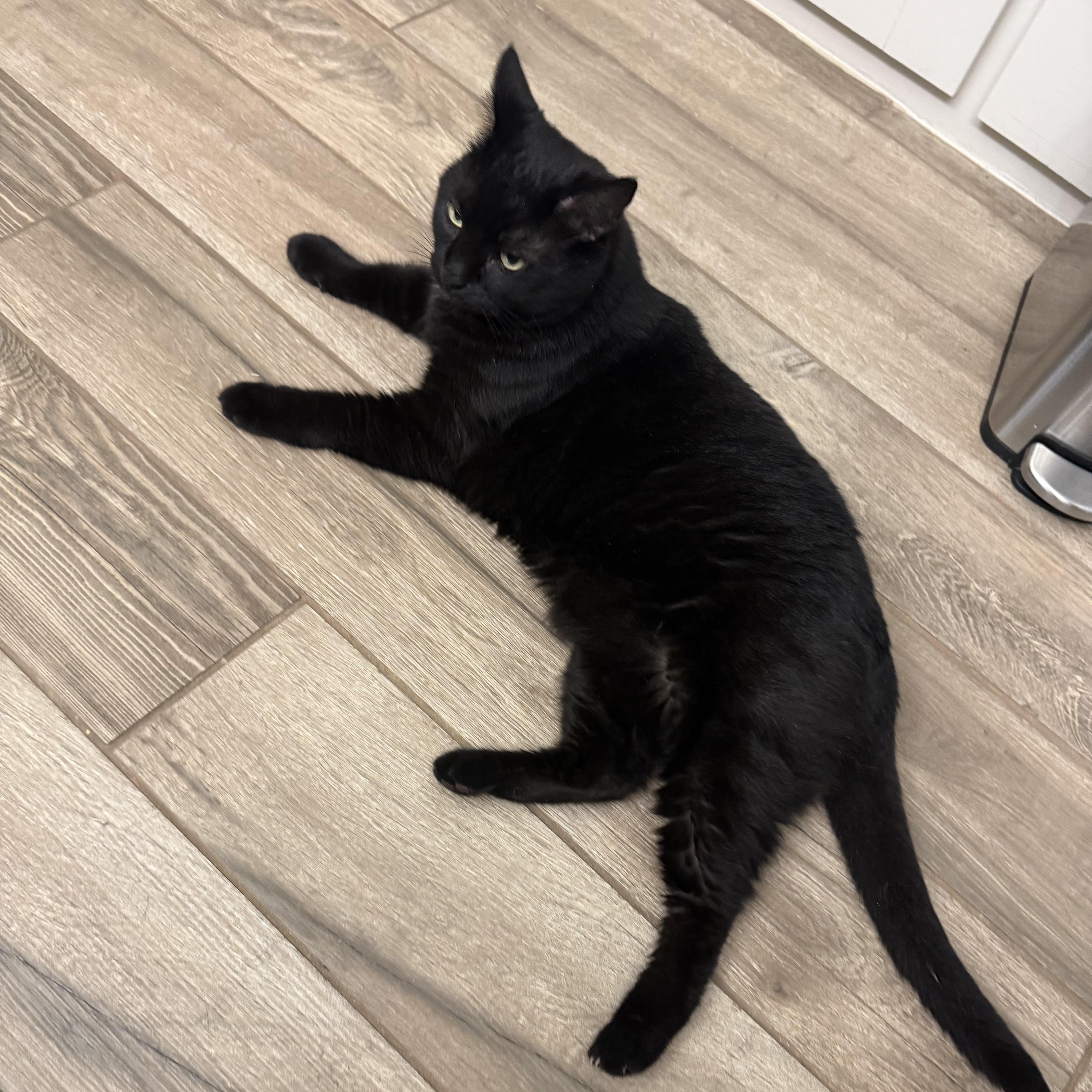 Enlarge Luna Lo Mein, an adopted Domestic Short Hair in Bentonville, AR image 2/2