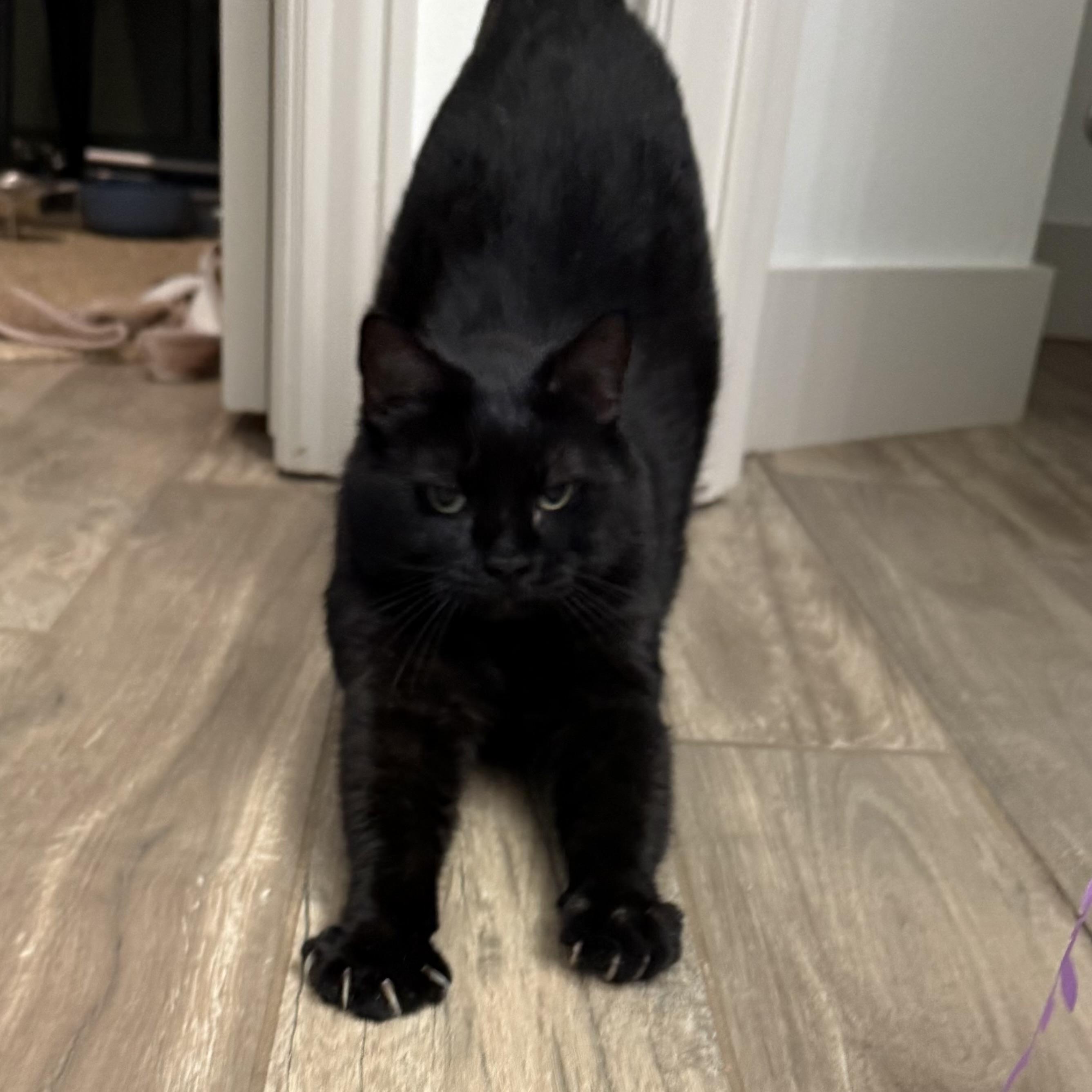 Luna Lo Mein, adopted, Adult Female Domestic Short Hair.