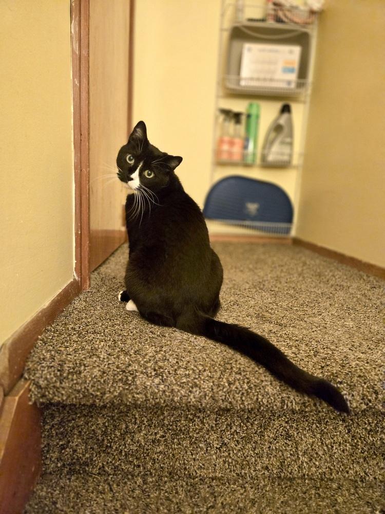 Buttons, Adoptable, Adult Female Domestic Short Hair.