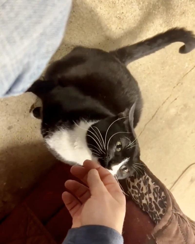 Enlarge Buttons, a Adoptable Domestic Short Hair in Patchogue, NY image 2/6