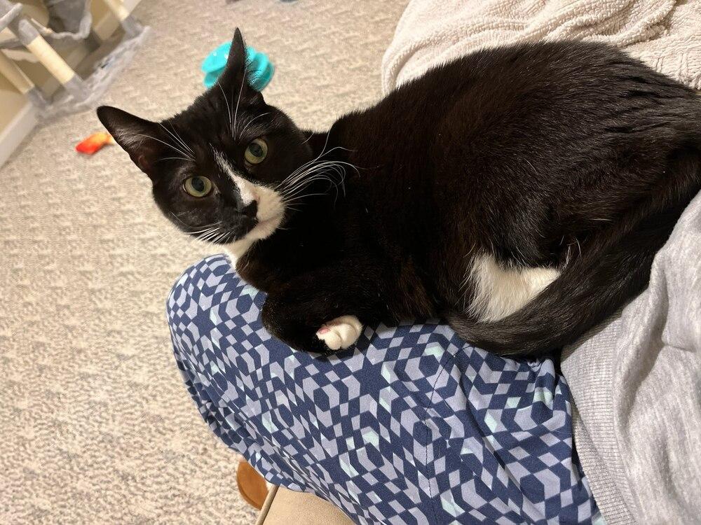 Enlarge Buttons, a Adoptable Domestic Short Hair in Patchogue, NY image 3/6