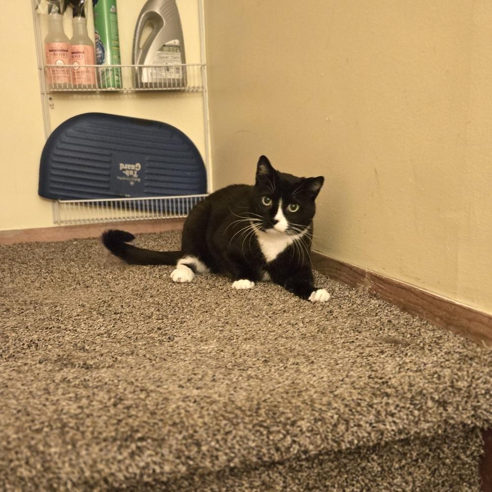 Enlarge Buttons, a Adoptable Domestic Short Hair in Patchogue, NY image 4/6