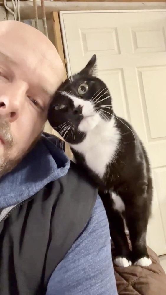 Enlarge Buttons, a Adoptable Domestic Short Hair in Patchogue, NY image 5/6