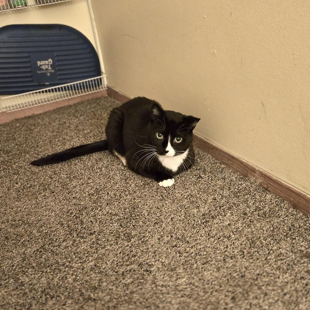 Enlarge Buttons, a Adoptable Domestic Short Hair in Patchogue, NY image 6/6