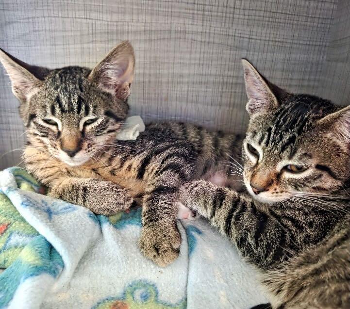 Tessa & Twinky, Adoptable, Kitten Female Tabby.