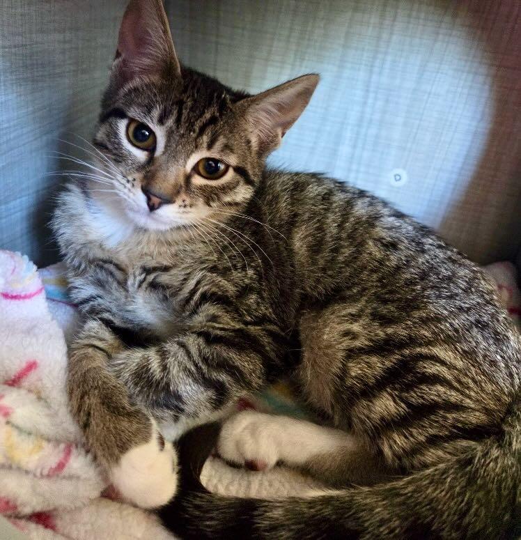 Enlarge Tessa & Twinky, a Adoptable Tabby in Portland, OR image 3/4