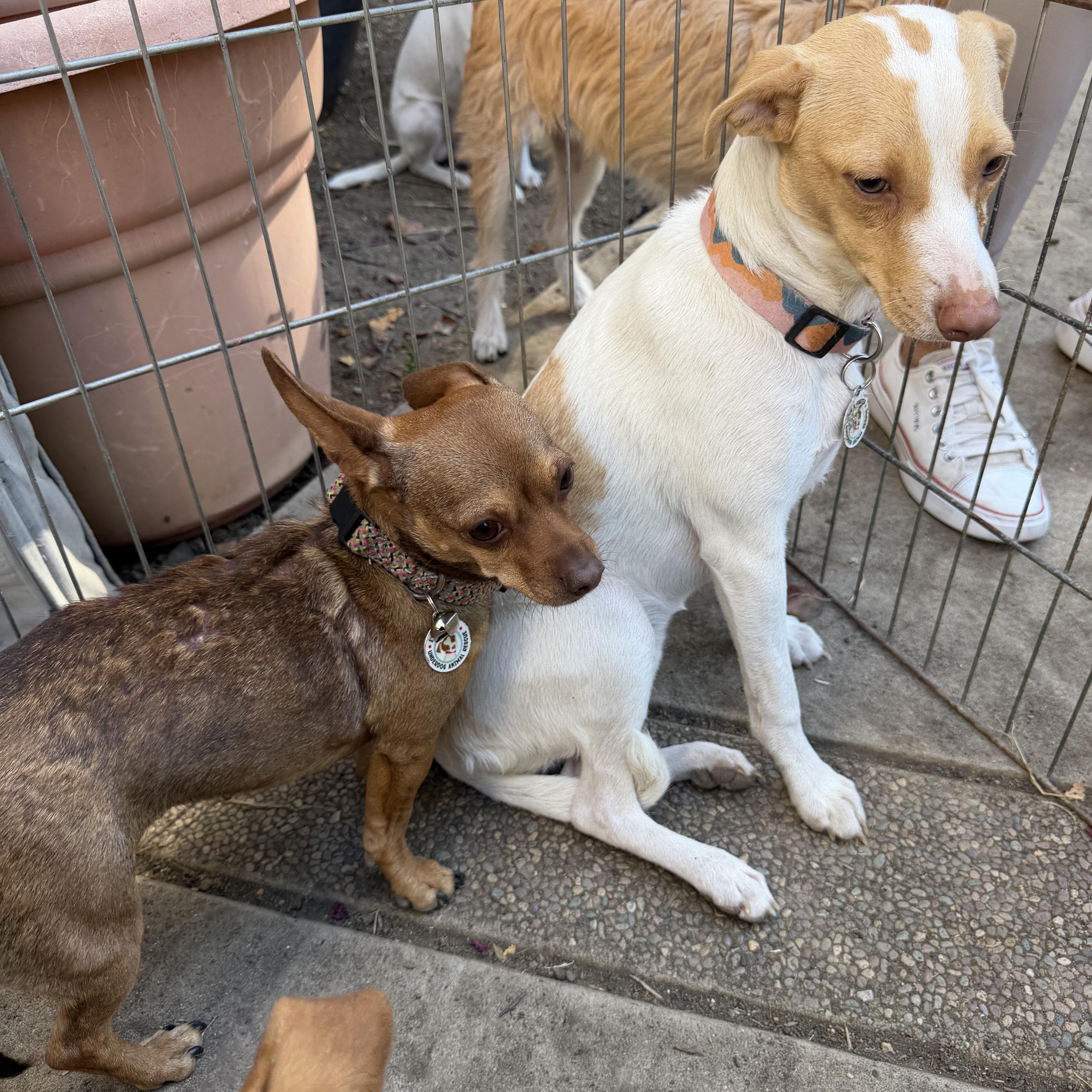 Enlarge Faith, a Adoptable mixed breed in clayton , CA image 5/5