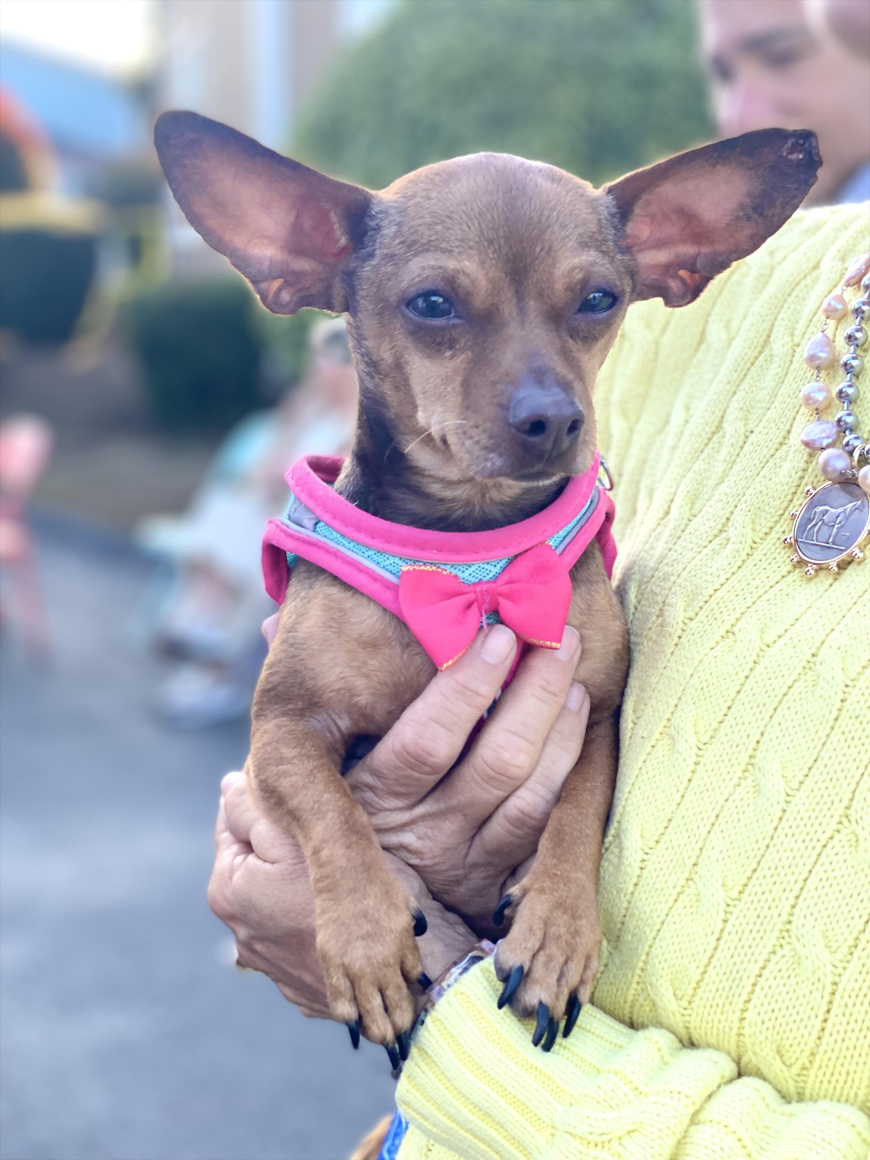 Enlarge Faith, a Adoptable mixed breed in clayton , CA image 1/5