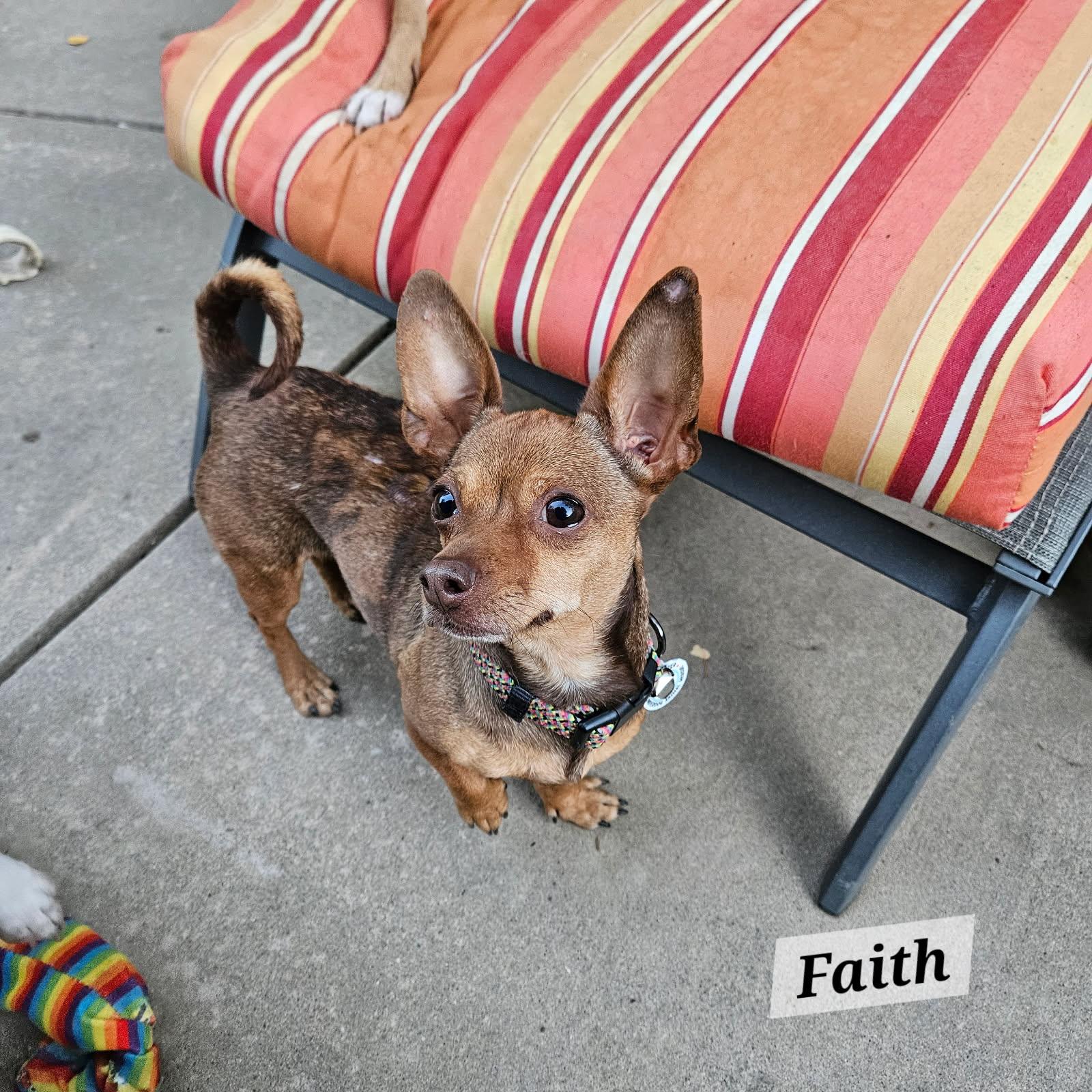 Enlarge Faith, a Adoptable mixed breed in clayton , CA image 2/5
