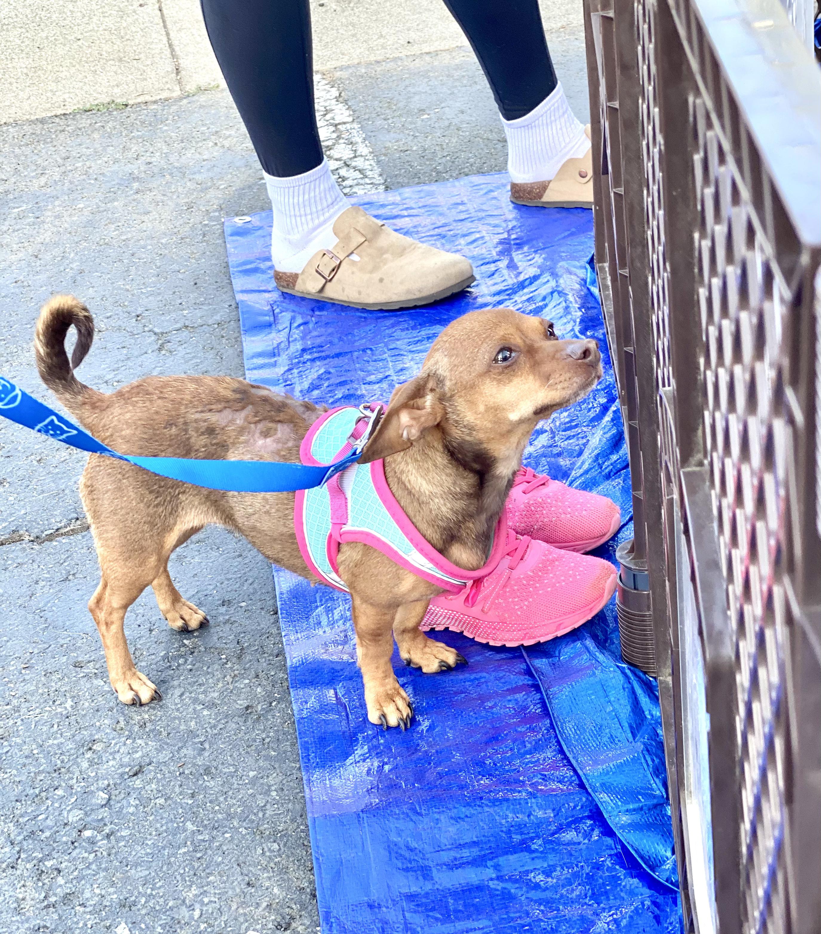 Enlarge Faith, a Adoptable mixed breed in clayton , CA image 3/5