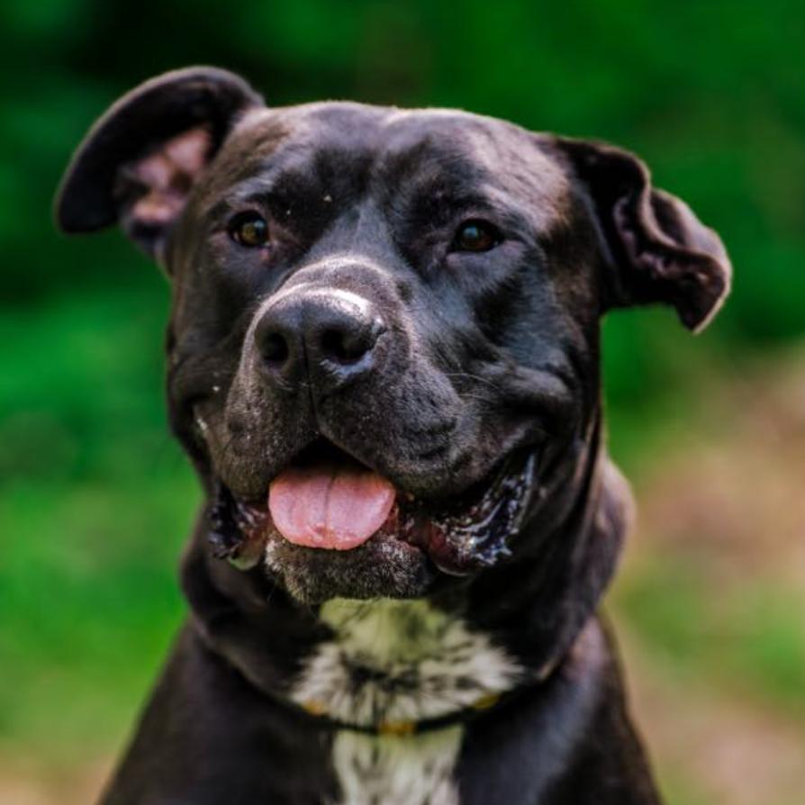 Enlarge Sterling, a Adoptable Pit Bull Terrier in Coralville, IA image 1/2