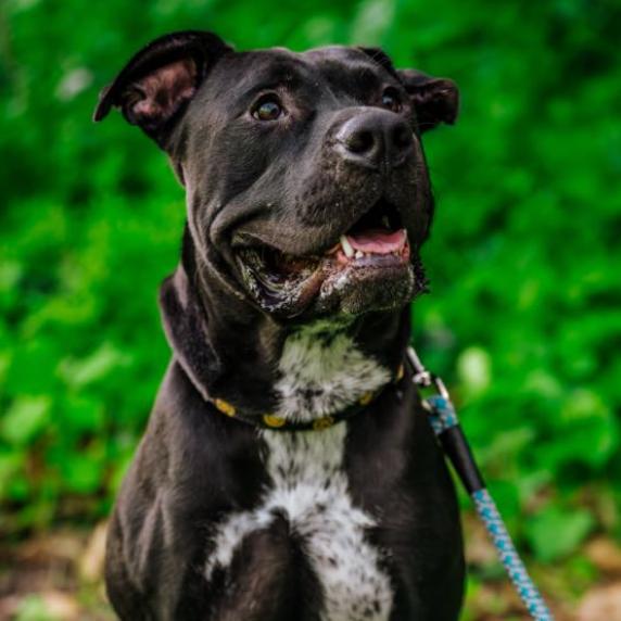 Enlarge Sterling, a Adoptable Pit Bull Terrier in Coralville, IA image 2/2
