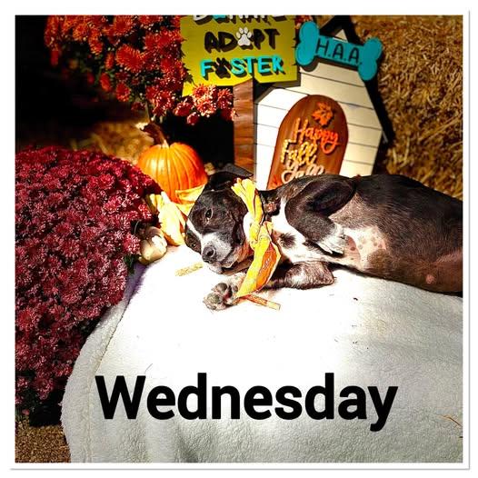 Wednesday #25216, Adopted, Young Female Basset Hound & Labrador Retriever.