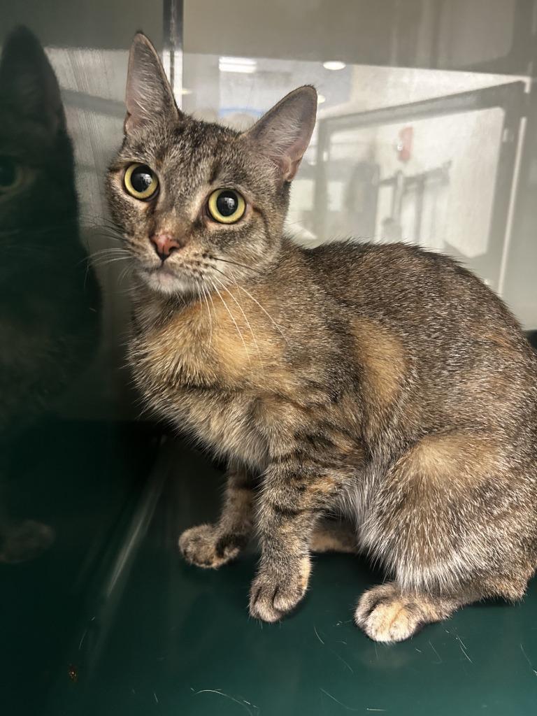Enlarge Nala, a Adoptable mixed breed in Little Elm, TX image 1/2