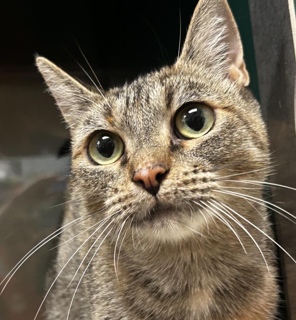 Enlarge Nala, a Adoptable mixed breed in Little Elm, TX image 2/2