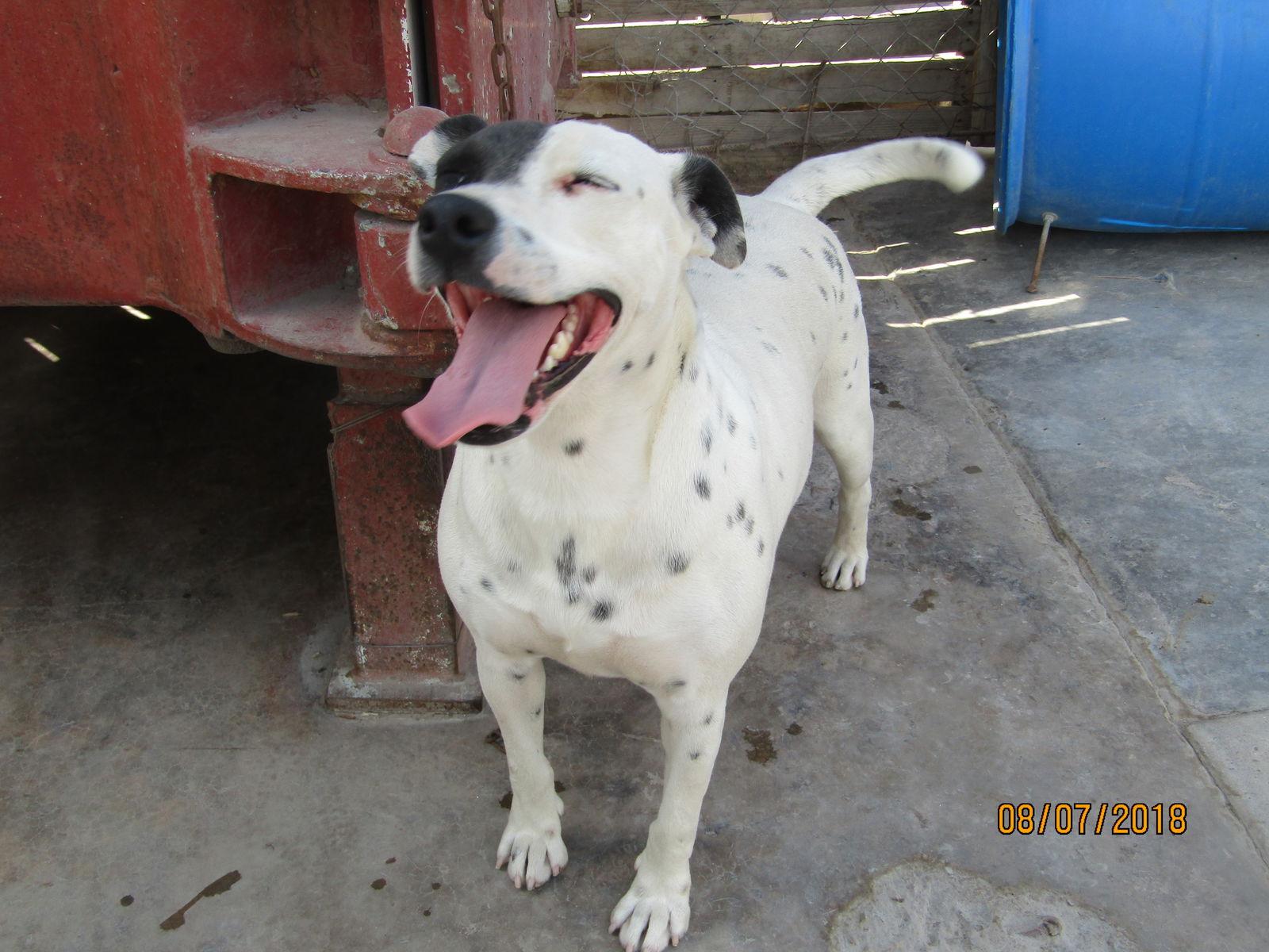 Enlarge Kristi, a Adoptable Australian Shepherd in San Diego, CA image 2/3