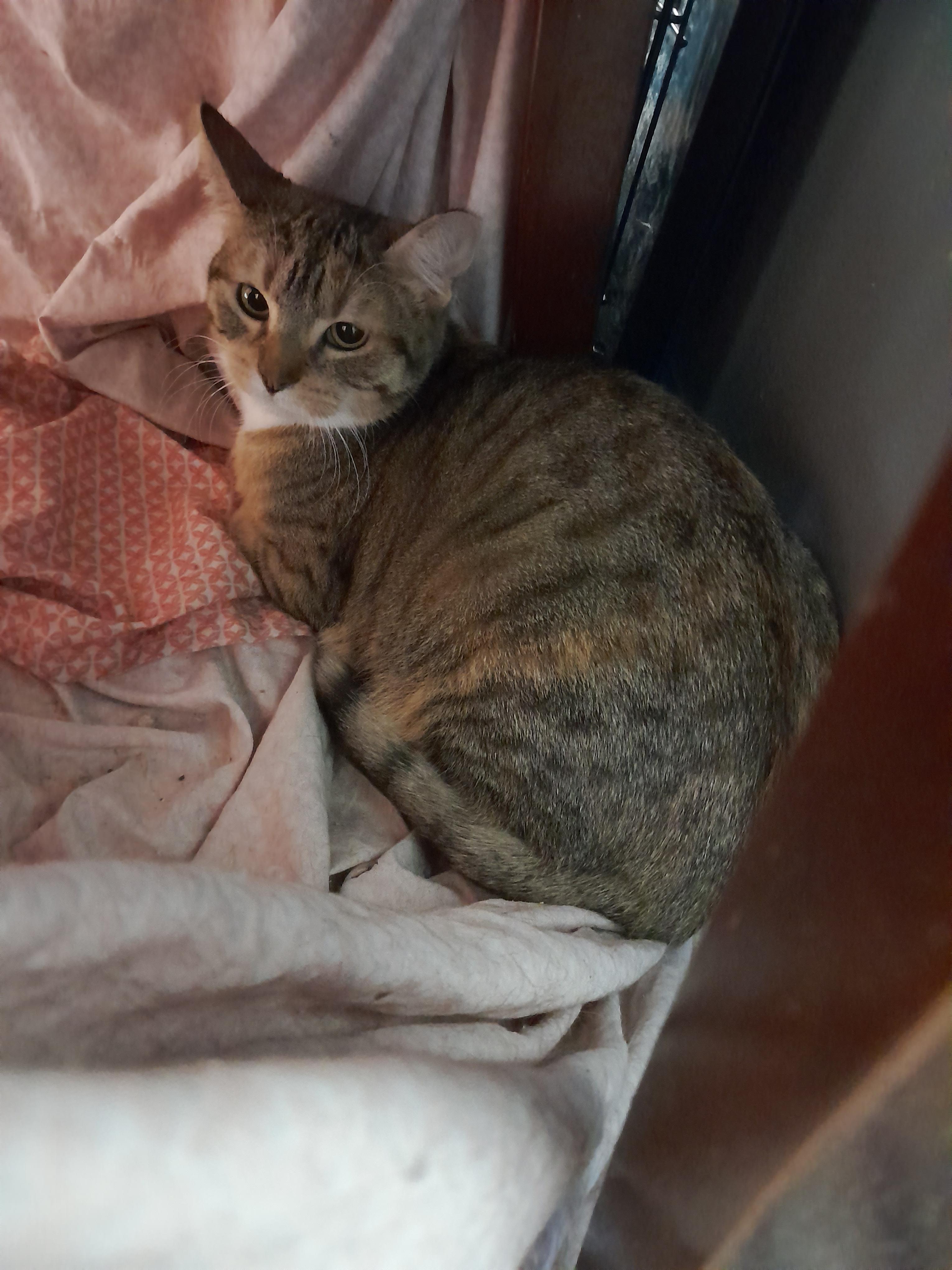 Fred (Bibby), Adoptable, Adult Female Domestic Short Hair.