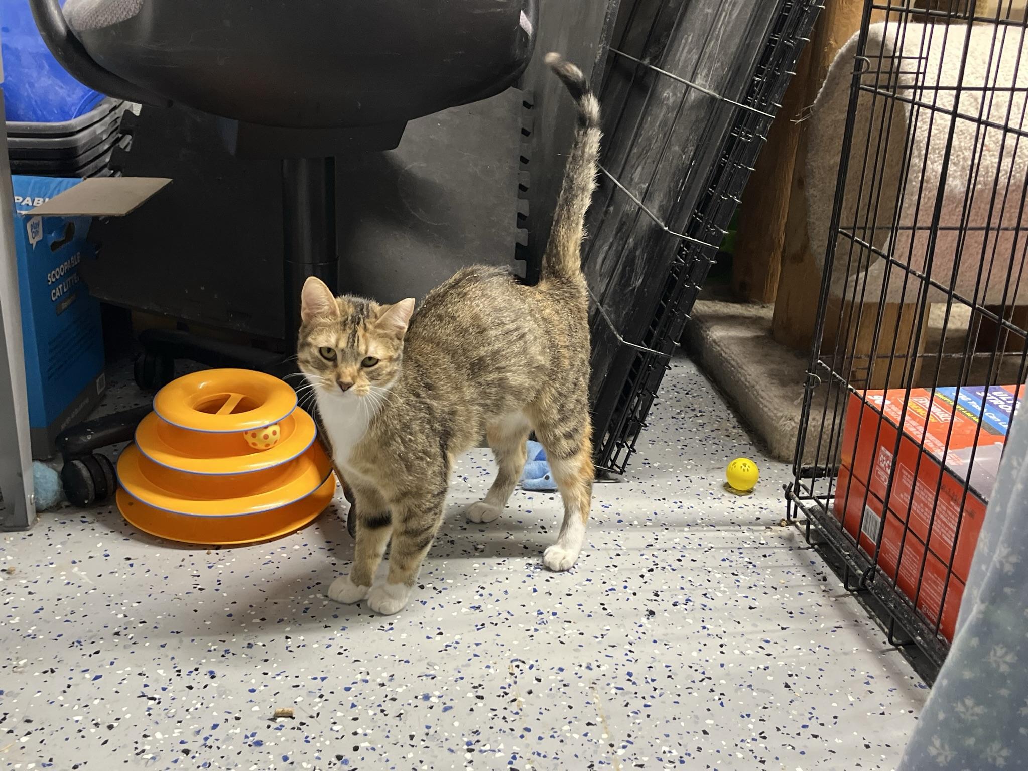 Enlarge Fred (Bibby), a Adoptable Domestic Short Hair in Brighton, MI image 2/6