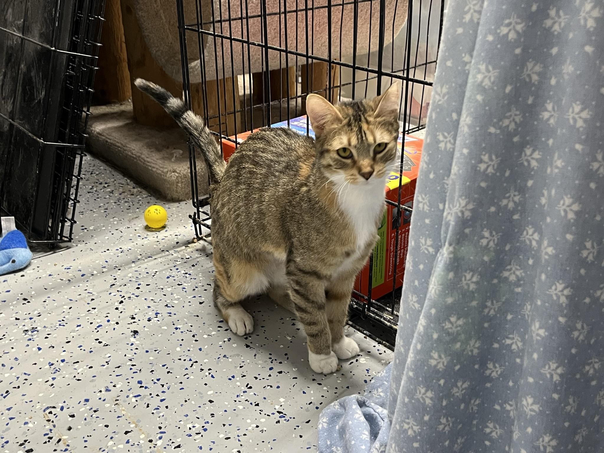 Enlarge Fred (Bibby), a Adoptable Domestic Short Hair in Brighton, MI image 3/6