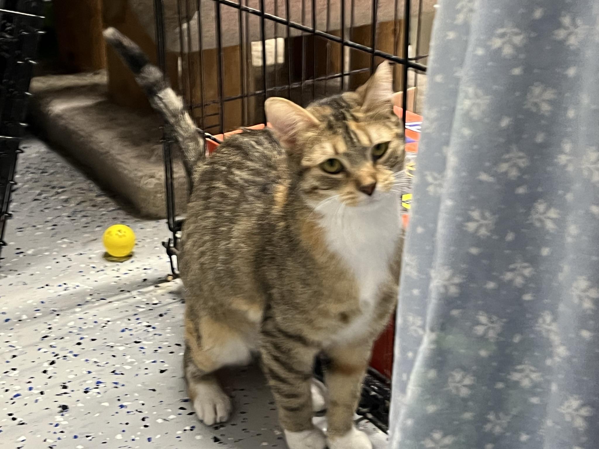 Enlarge Fred (Bibby), a Adoptable Domestic Short Hair in Brighton, MI image 5/6