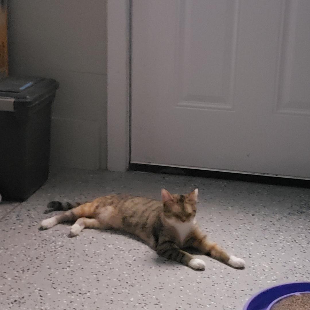 Enlarge Fred (Bibby), a Adoptable Domestic Short Hair in Brighton, MI image 6/6