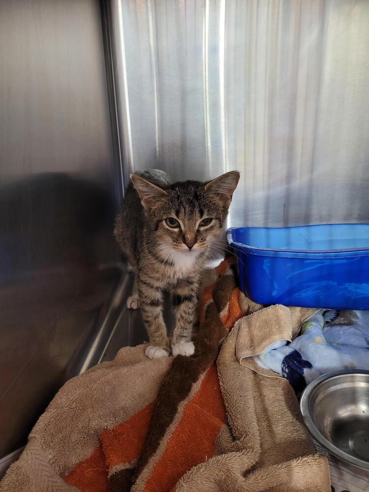 Enlarge Lumpy Space Princess, a Adoptable mixed breed in Linton, IN image 1/1