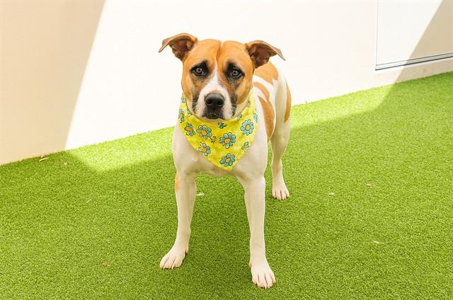 COCO, Adoptable, Young Female American Staffordshire Terrier.