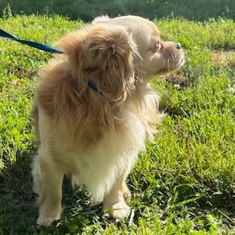 Finn, a Adoptable mixed breed in Ladson, SC image 2/3