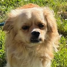 Finn, a Adoptable mixed breed in Ladson, SC image 1/3