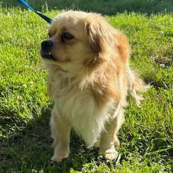 Finn, a Adoptable mixed breed in Ladson, SC image 3/3