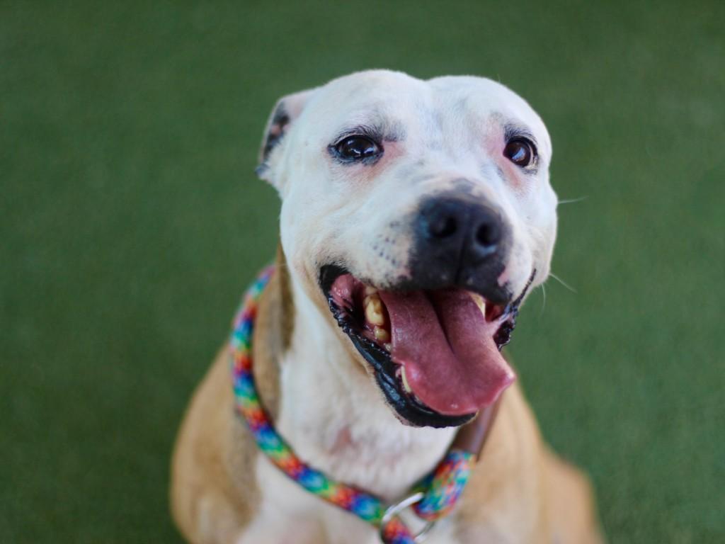 GALTIE, Adoptable, Adult Male Pit Bull Terrier & Mixed Breed.