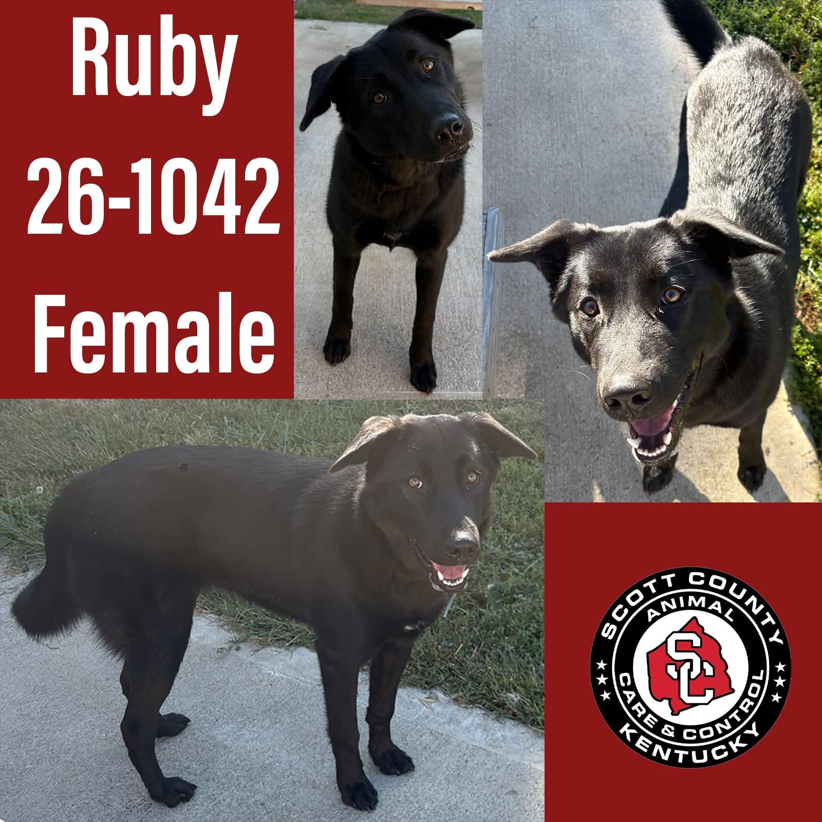 Ruby, Adoptable, Young Female Shepherd.