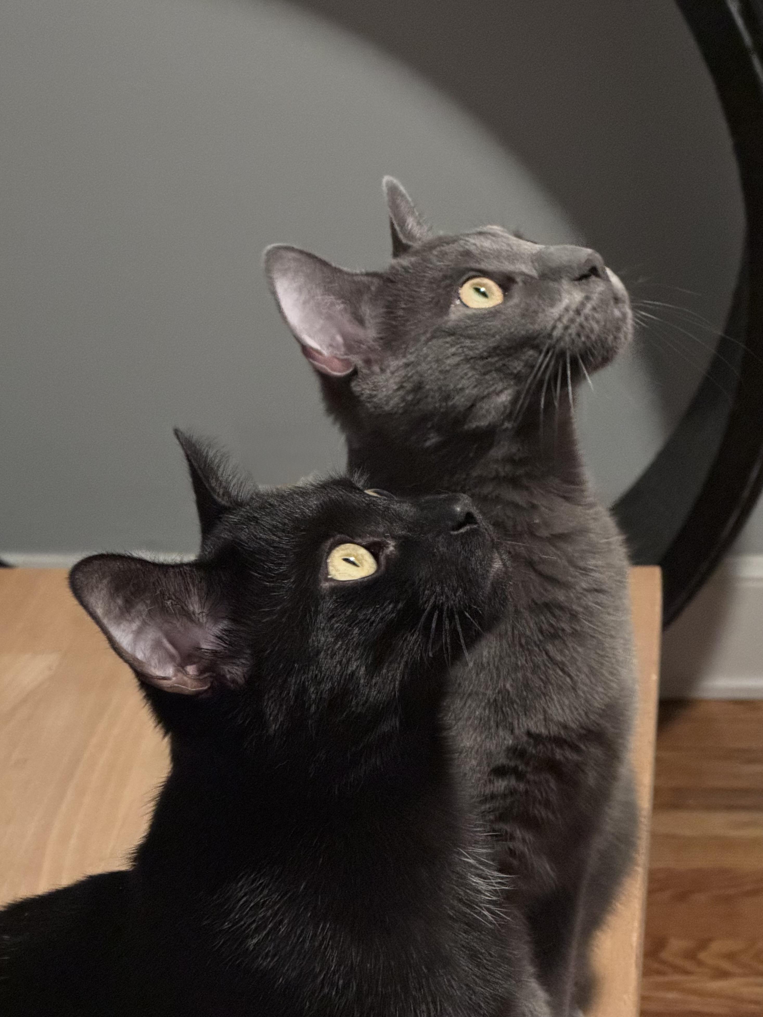 Enlarge Quincy, a ADOPTABLE American Shorthair in New Haven, CT image 3/5