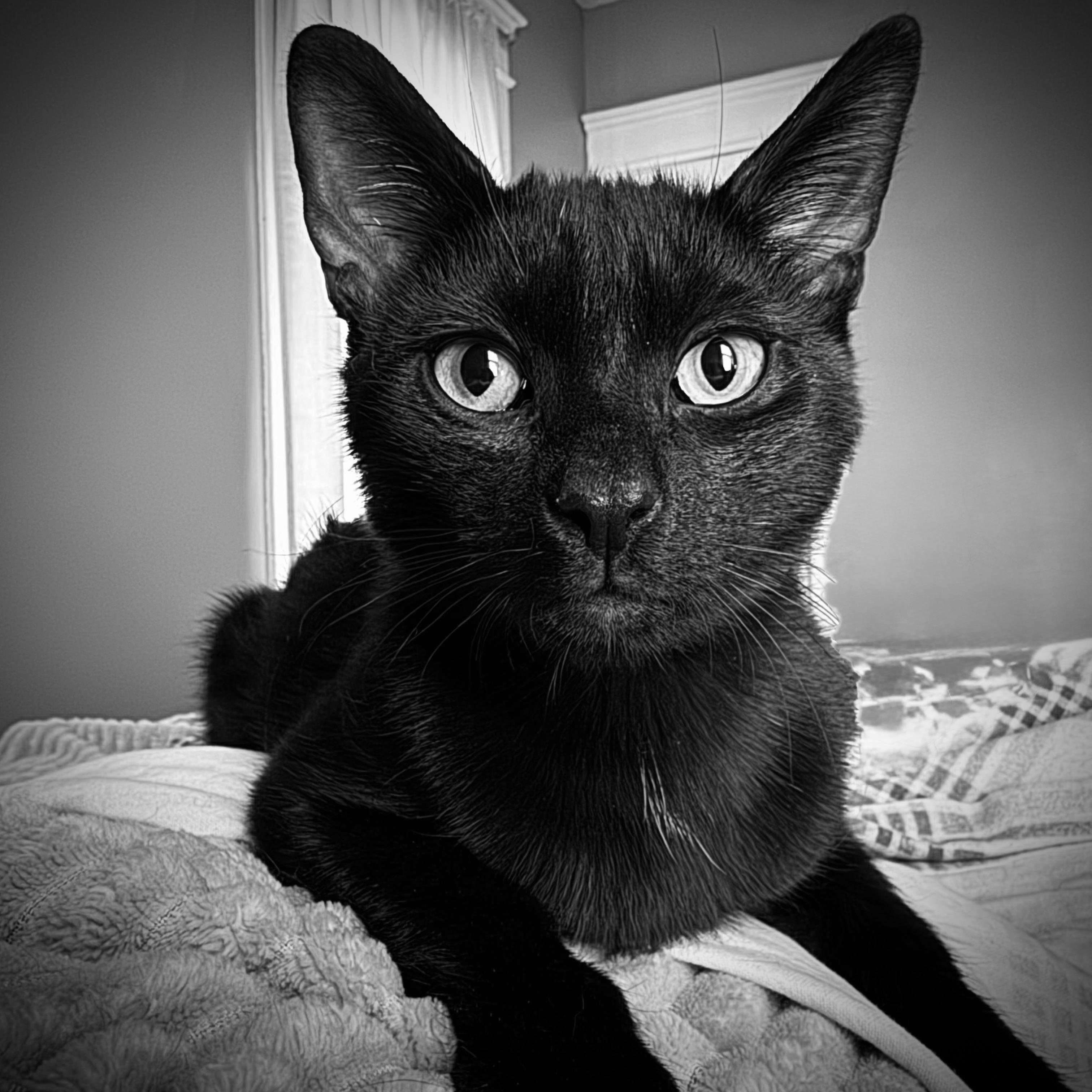 Enlarge Quincy, a ADOPTABLE American Shorthair in New Haven, CT image 4/5