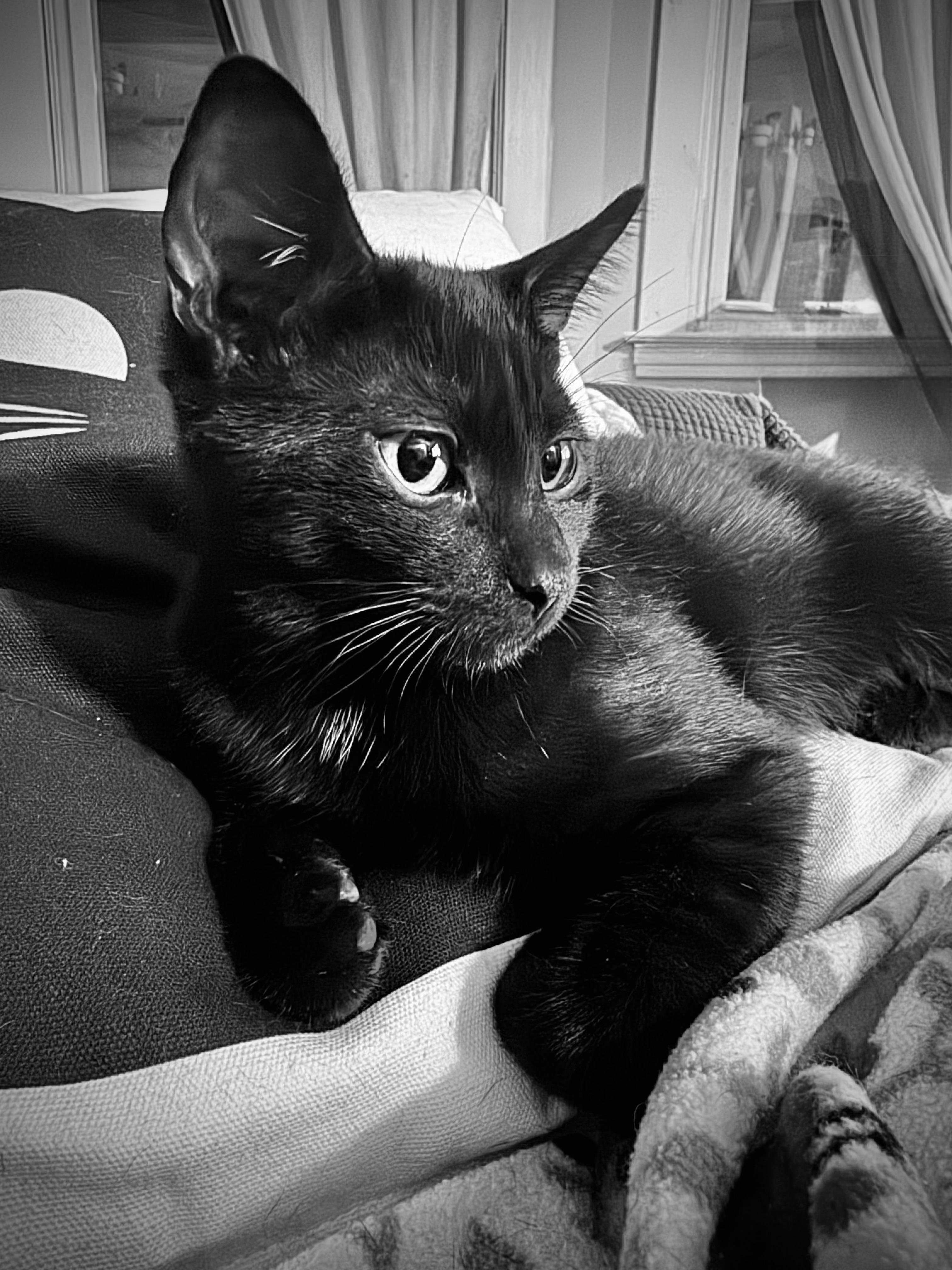 Enlarge Quincy, a ADOPTABLE American Shorthair in New Haven, CT image 1/5