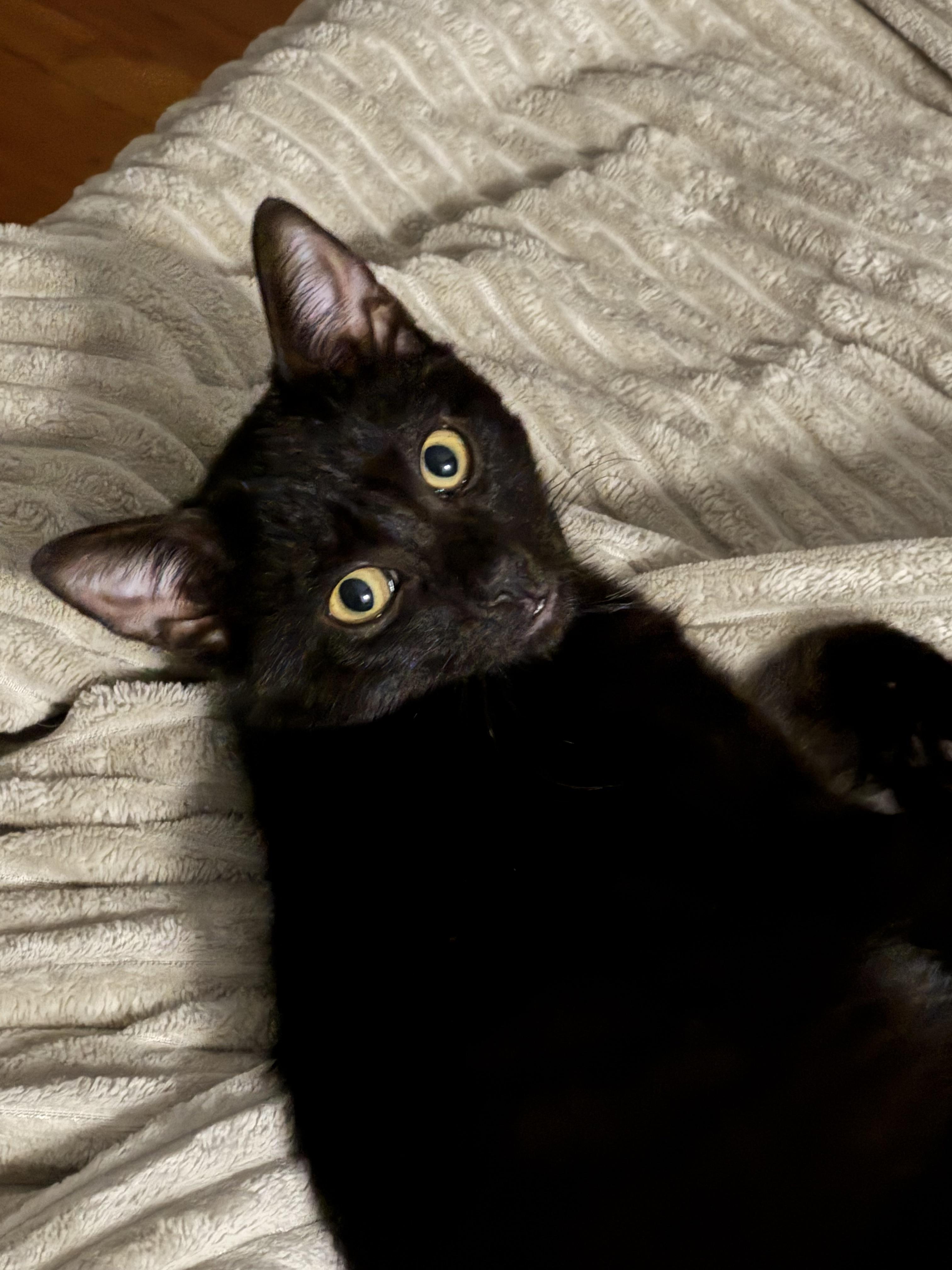 Enlarge Quincy, a ADOPTABLE American Shorthair in New Haven, CT image 5/5