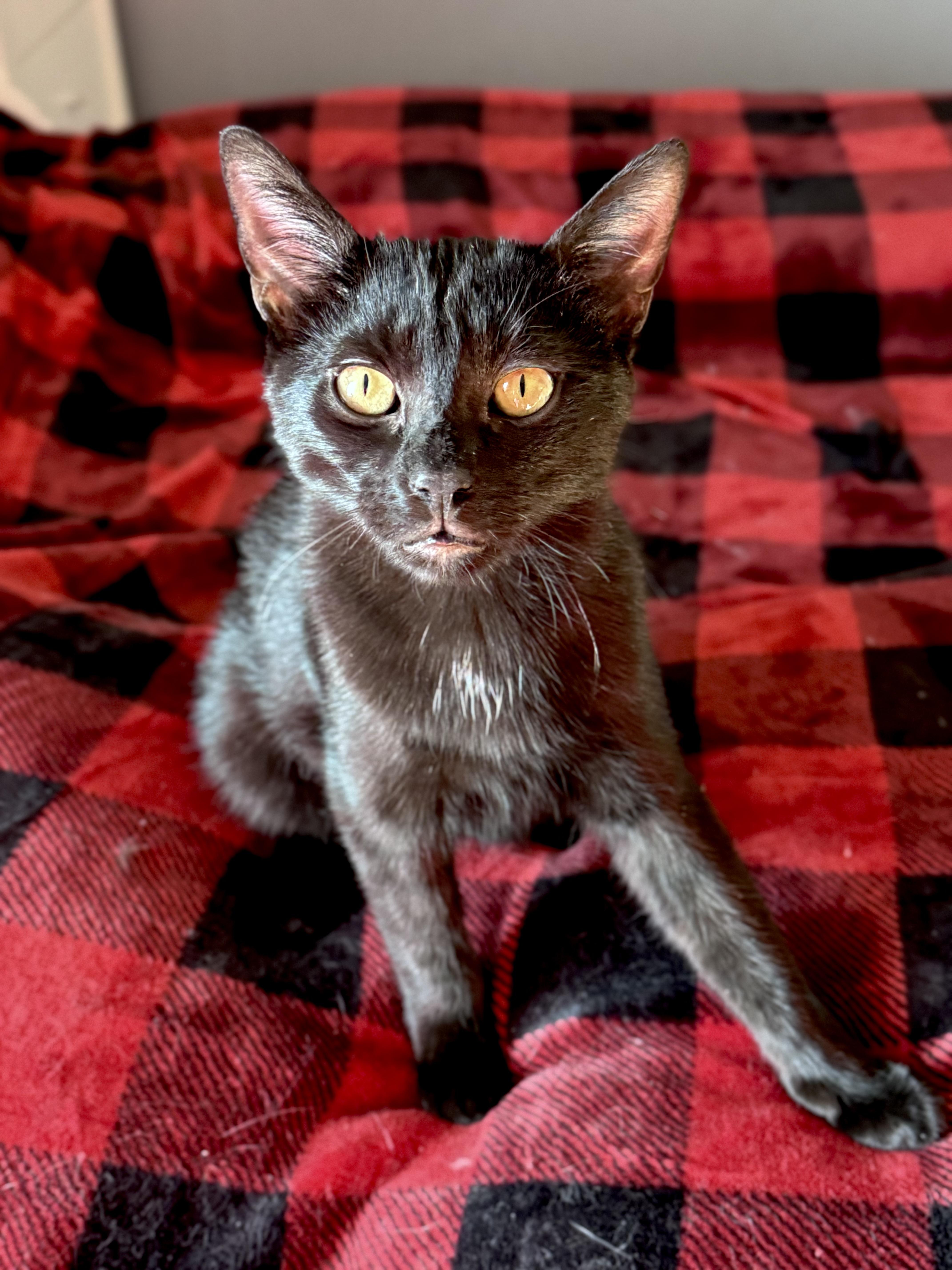 Enlarge Quincy, a ADOPTABLE American Shorthair in New Haven, CT image 2/5