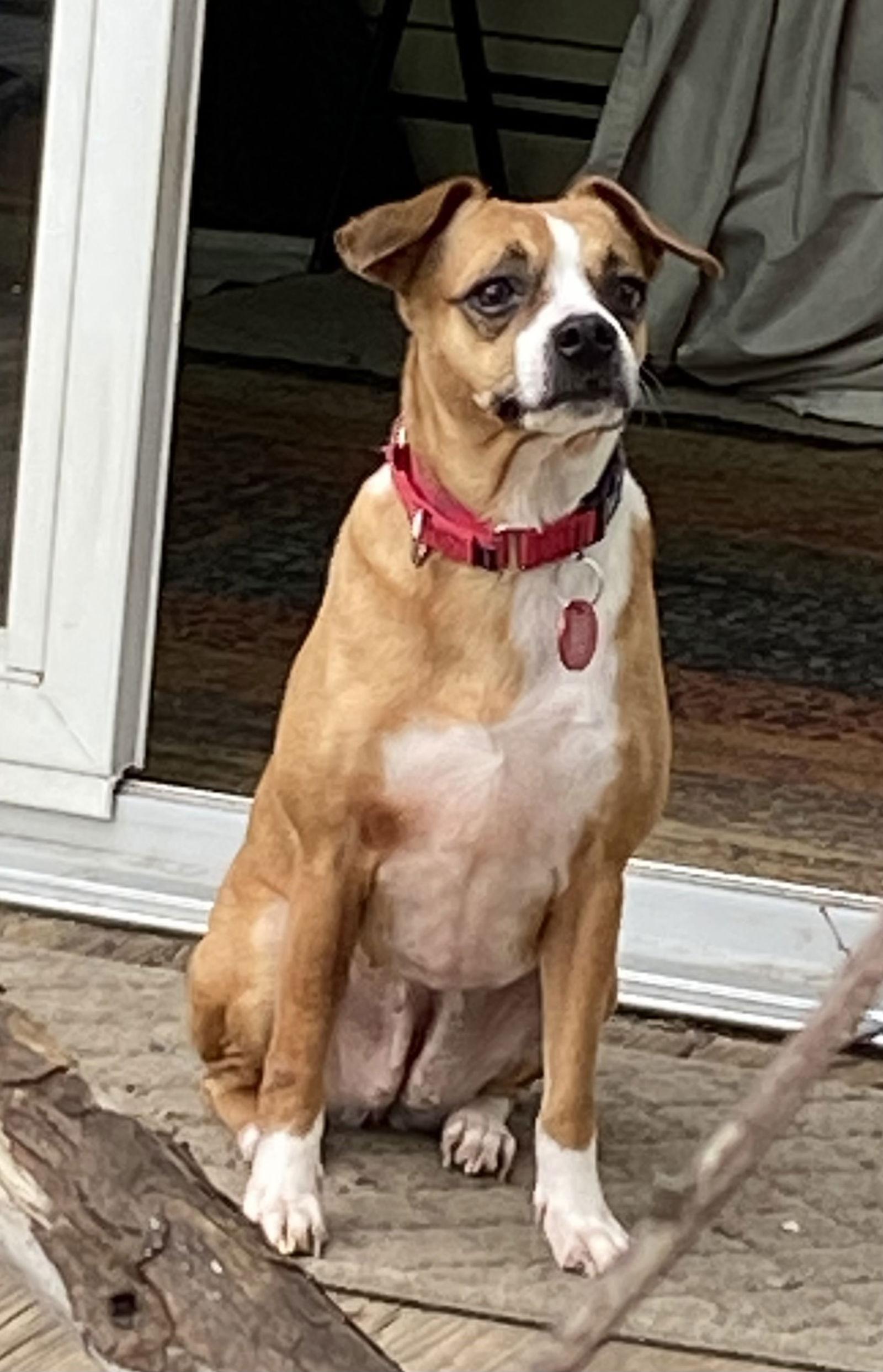 Mary Puppins aka Itsy *LOCAL*, Adoptable, Adult Female Boston Terrier.