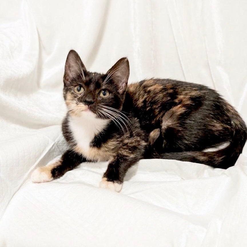 Enlarge Willow and Ivy, a Adoptable Domestic Short Hair in Hamburg, NJ image 3/6