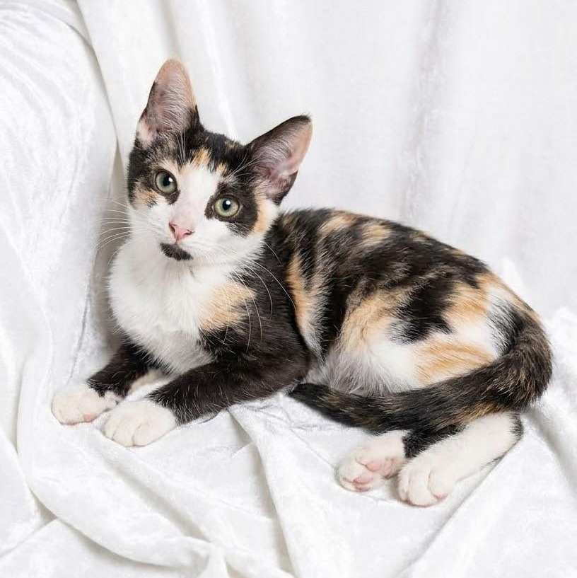 Enlarge Willow and Ivy, a Adoptable Domestic Short Hair in Hamburg, NJ image 2/6