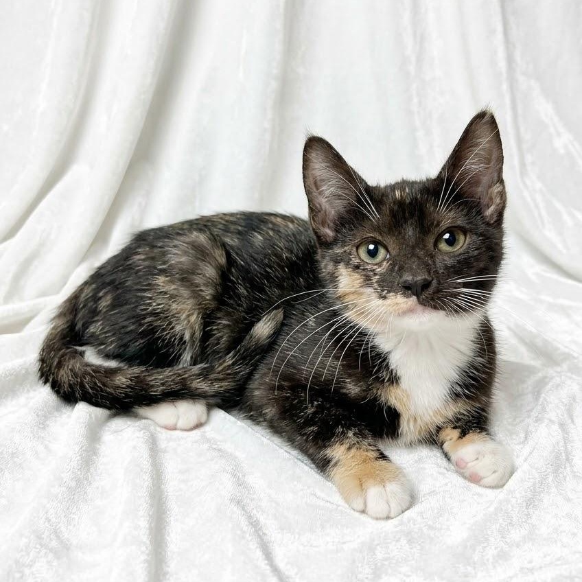 Enlarge Willow and Ivy, a Adoptable Domestic Short Hair in Hamburg, NJ image 5/6