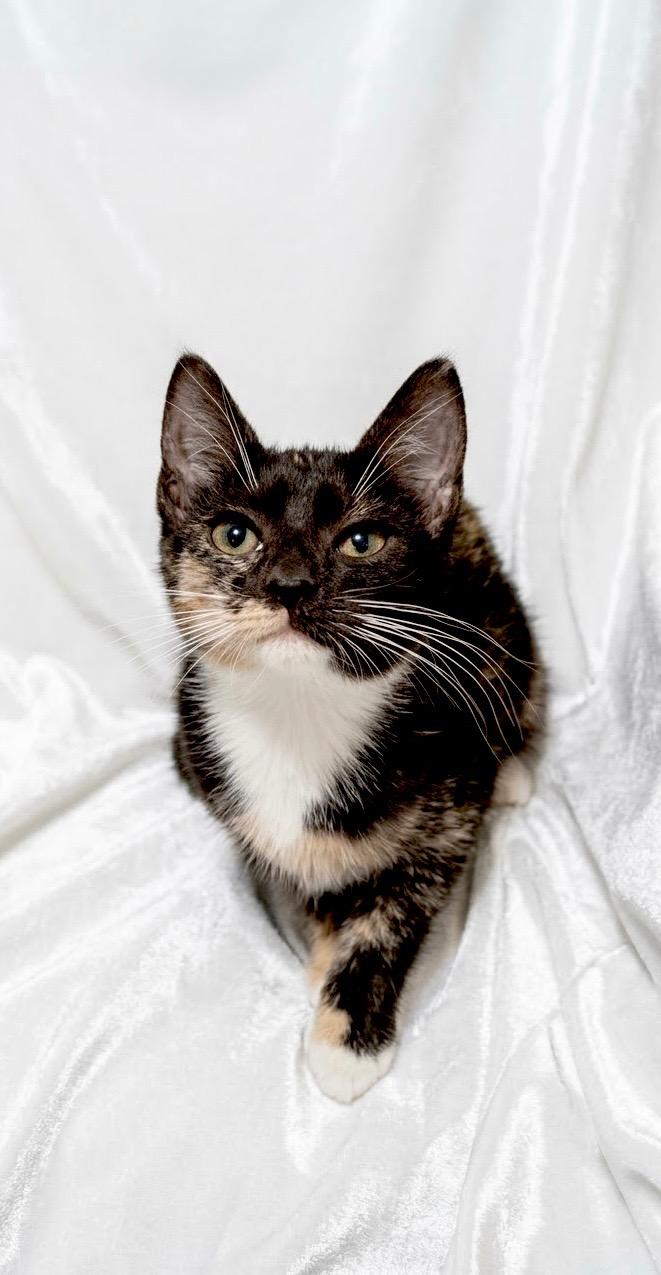 Enlarge Willow and Ivy, a Adoptable Domestic Short Hair in Hamburg, NJ image 6/6
