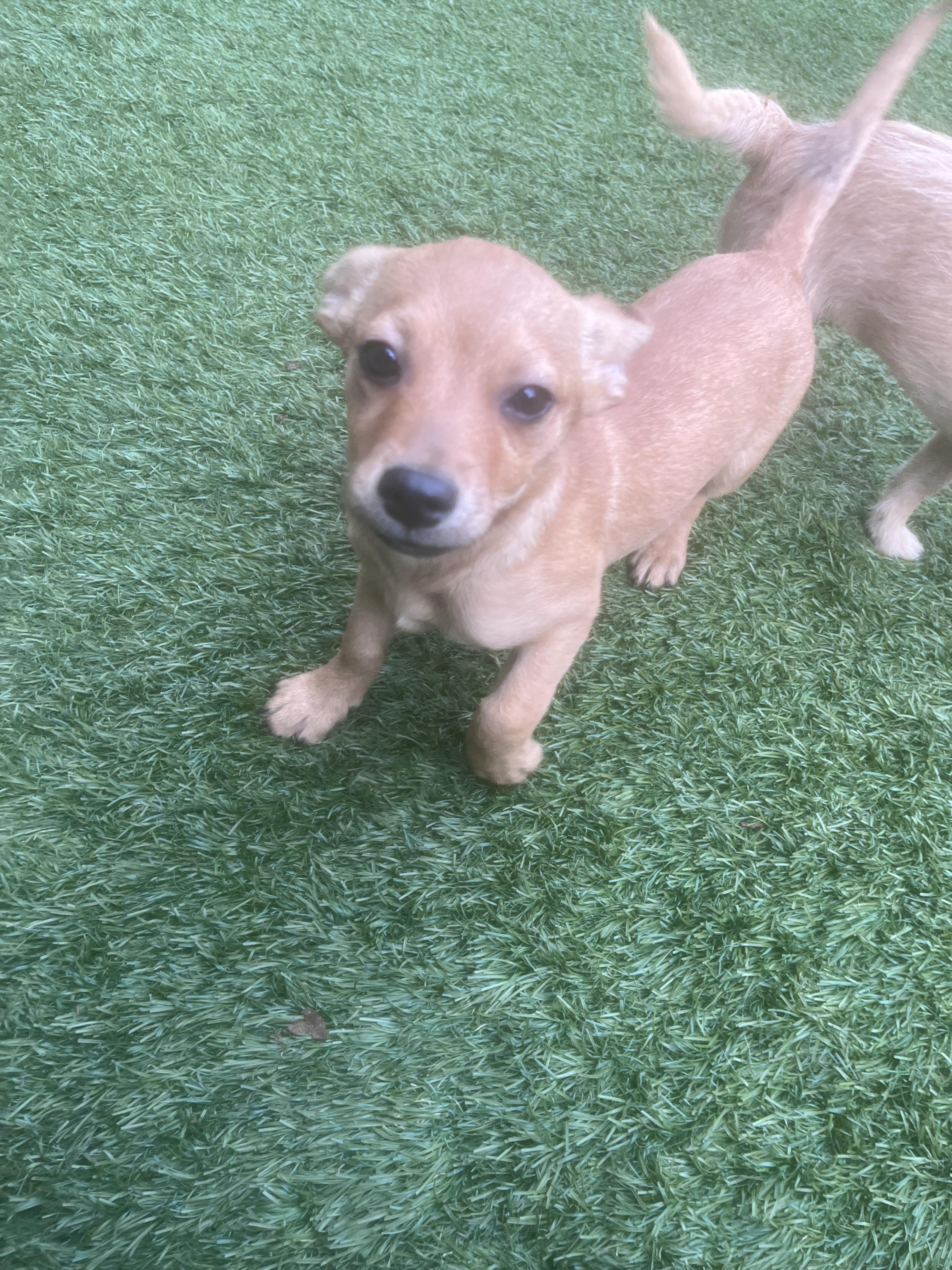 Sam, a ADOPTABLE mixed breed in Concord, CA image 4/4