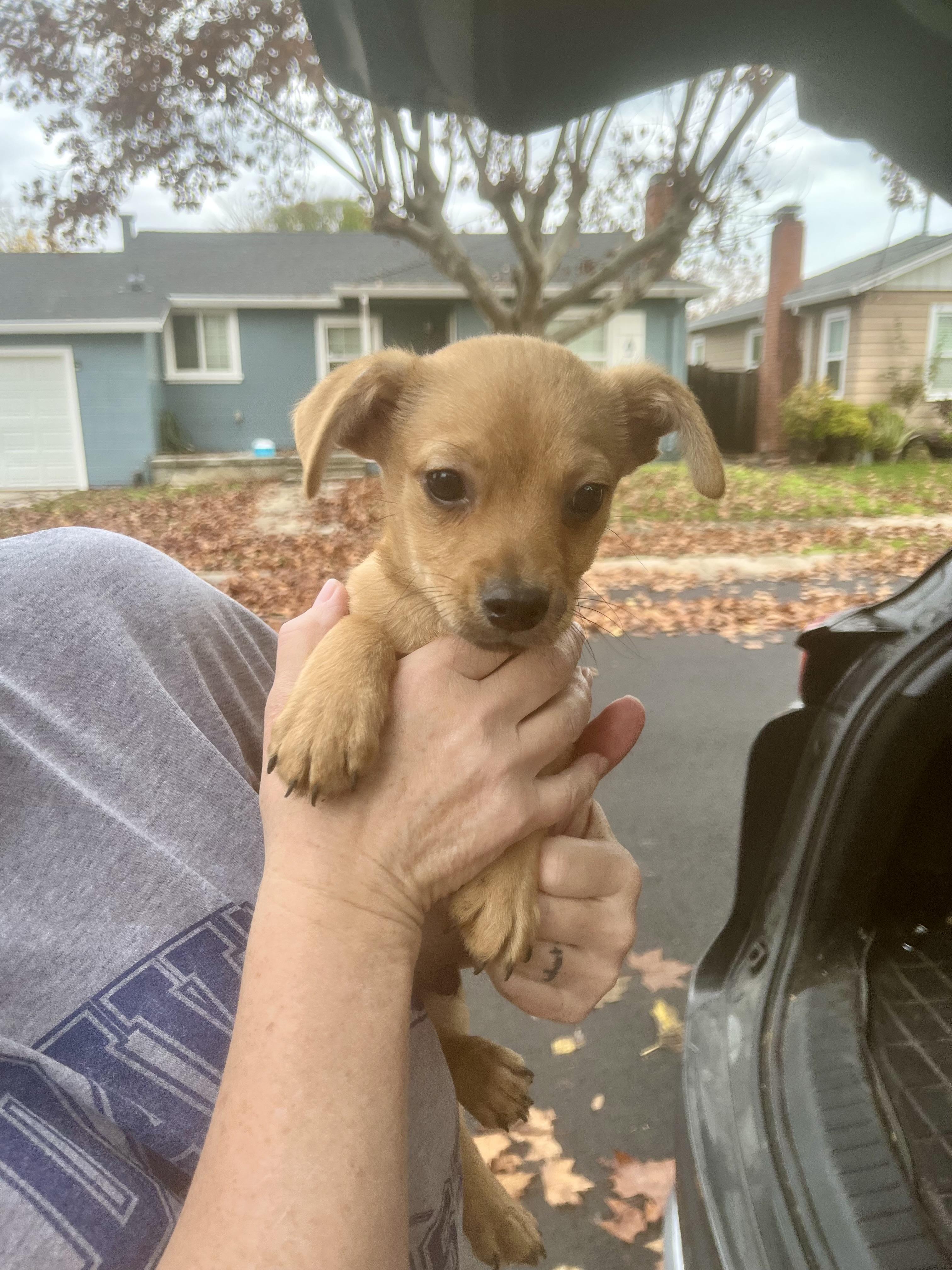 Sam, a ADOPTABLE mixed breed in Concord, CA image 2/4