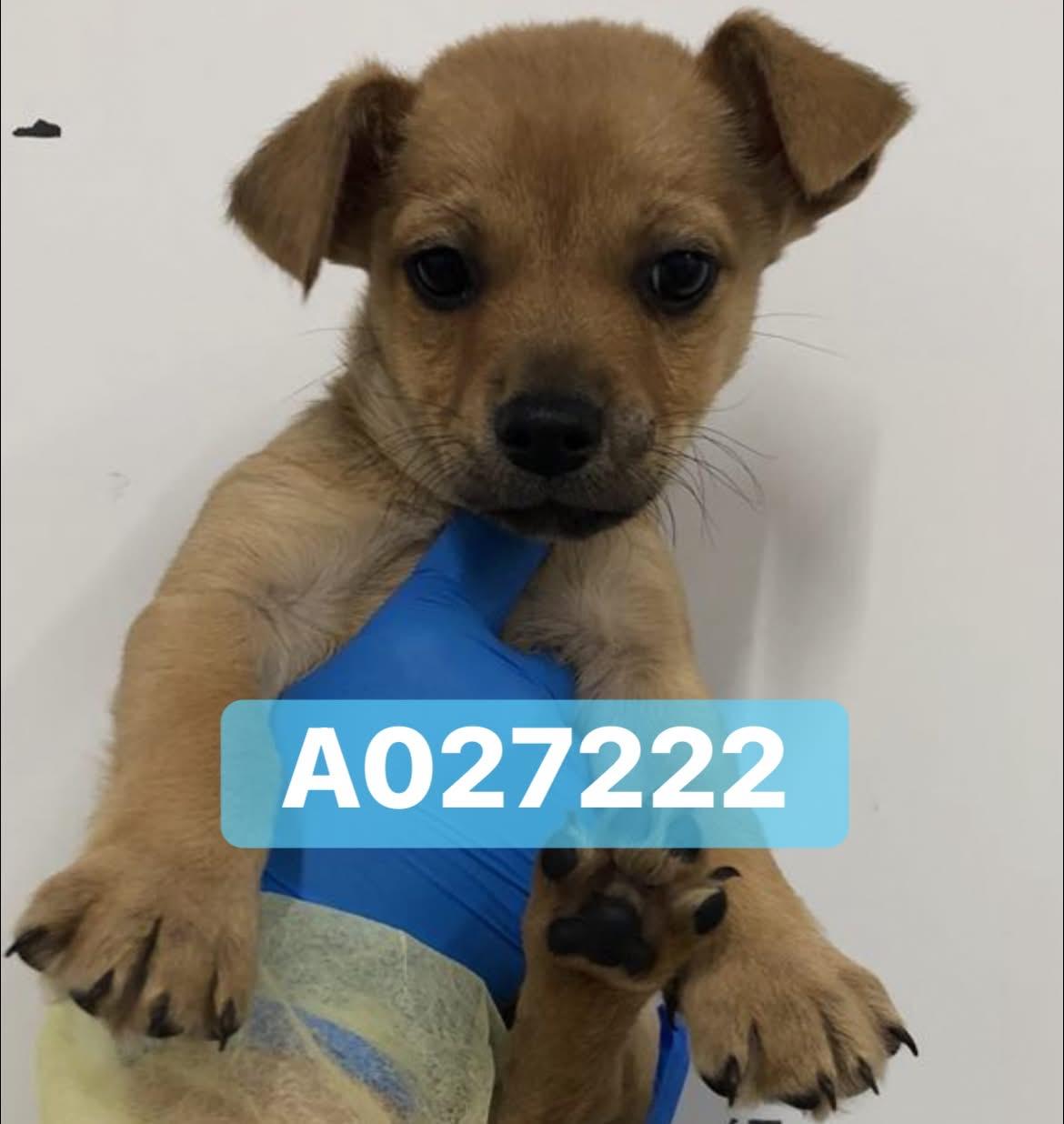 Sam, ADOPTABLE, Young Male Chiweenie.