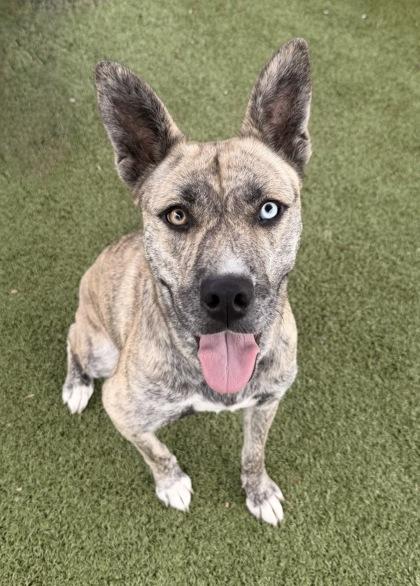 Enlarge Skye, a Adoptable mixed breed in Daphne, AL image 1/2