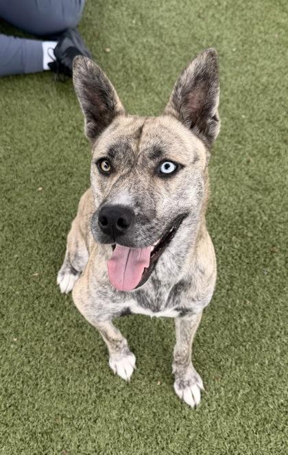 Enlarge Skye, a Adoptable mixed breed in Daphne, AL image 2/2