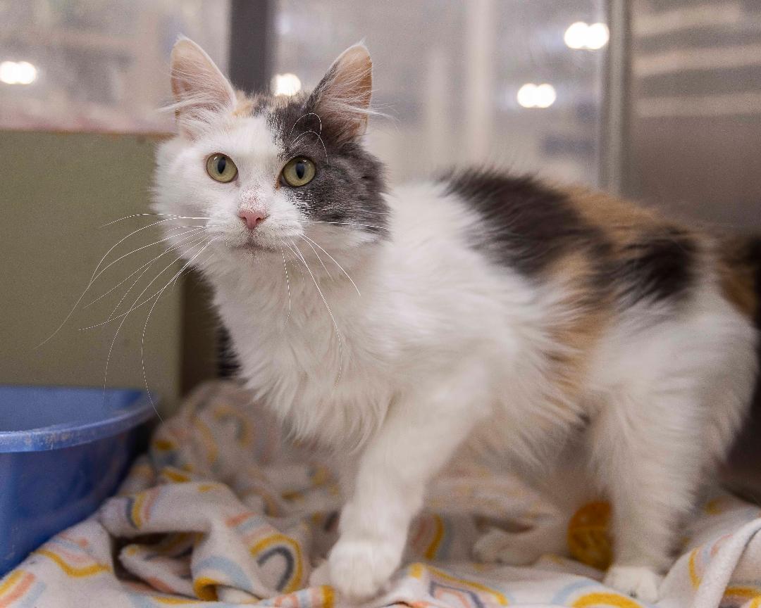 Cardamon, an adoptable Domestic Long Hair in Millville, UT, 84326 | Photo Image 1